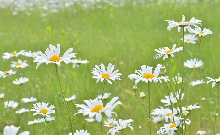 17年 マーガレットの花言葉 由来 意味 ハナイロ