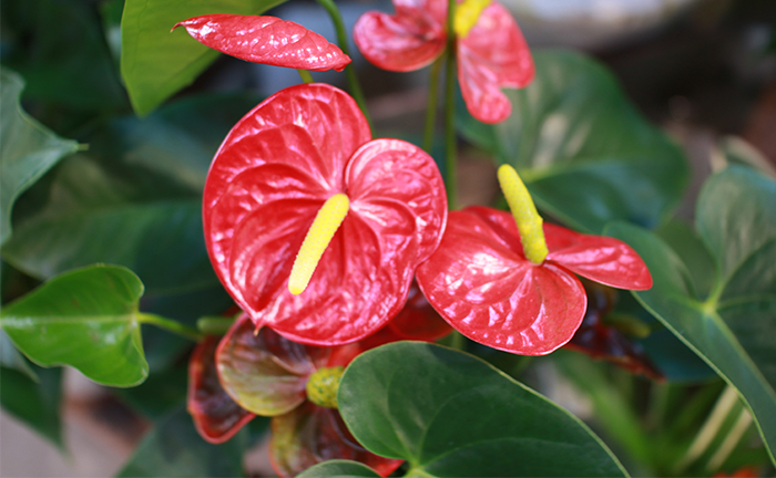 17年 アンスリウムの花言葉 由来 意味