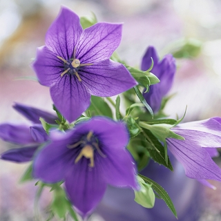 金木犀の花言葉は 謙遜 気高い 真実 でも実は怖い花言葉を持っている