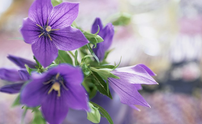 花 言葉 の 桔梗 【キキョウの花言葉】色で意味の違いは？実は切ない意味の花！？