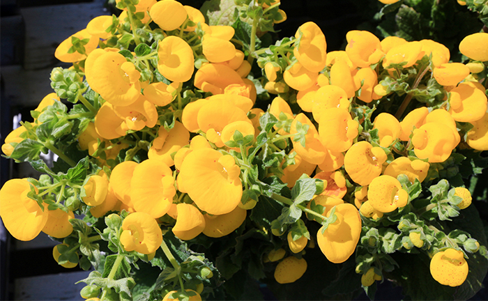 17年 カルセオラリアの花言葉 由来 意味