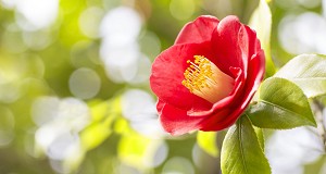 17年 ツバキ 椿 の花言葉 由来 意味 ハナイロ