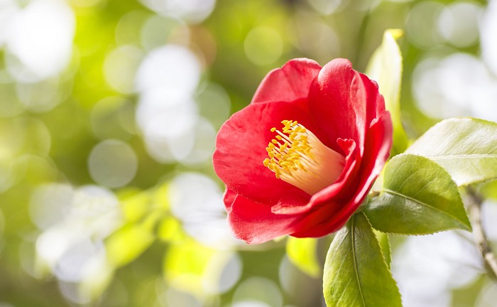 17年 ツバキ 椿 の花言葉 由来 意味 ハナイロ