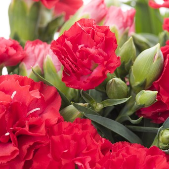 17年 人気の花言葉特集 誕生日 感謝 恋愛に贈る花言葉 ハナイロ
