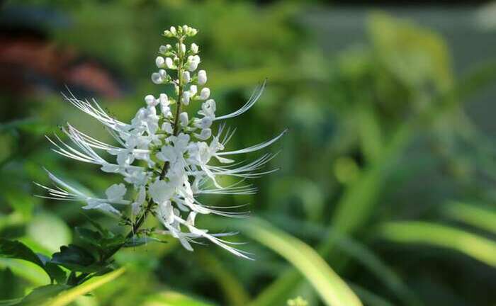 ネコノヒゲ 猫の髭 の花言葉 由来 意味 ハナイロ