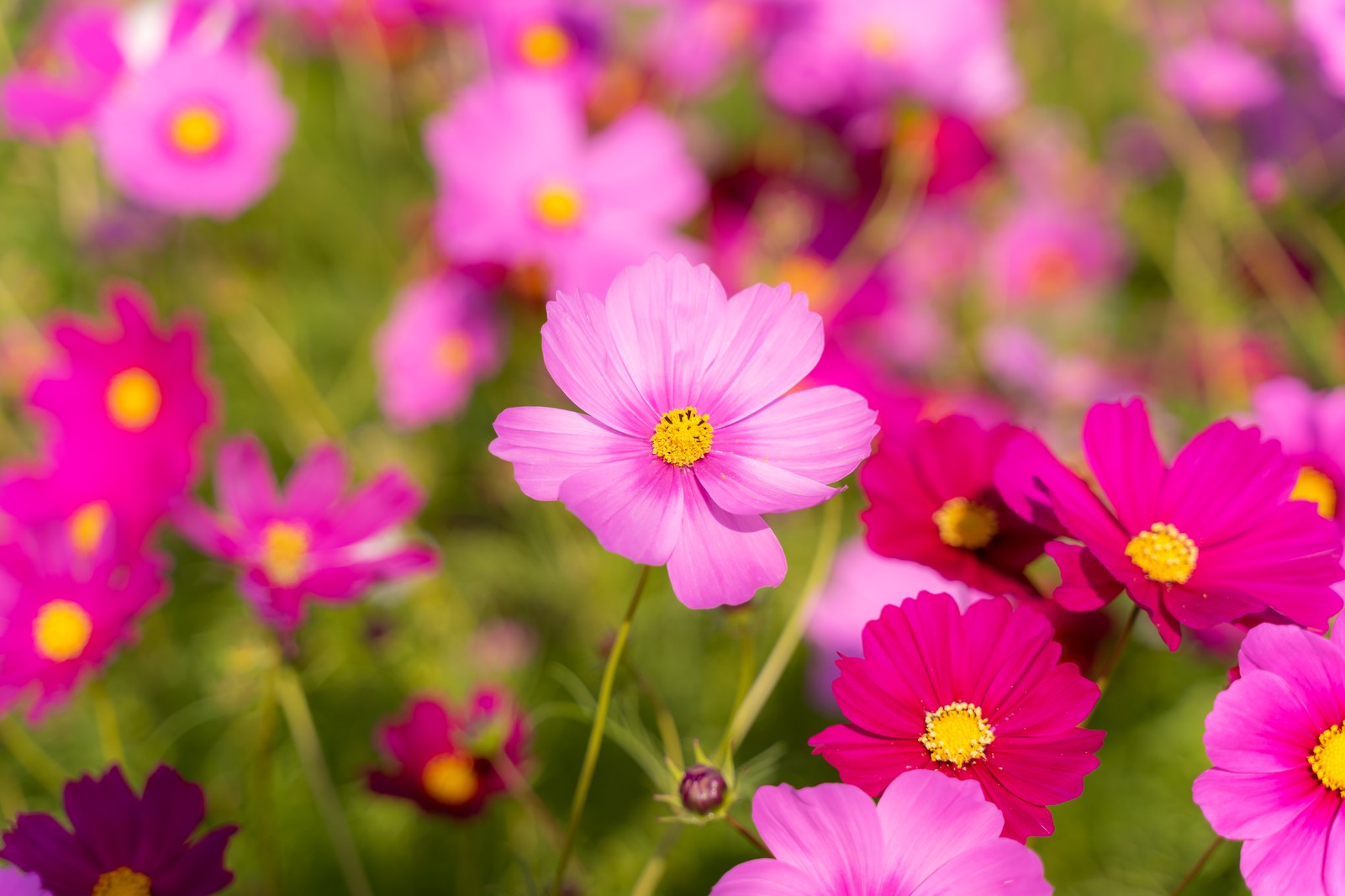 コスモス 秋桜 の花言葉は 愛情 調和 美麗 謙虚 純潔 乙女の真心 など 噂の怖い意味とは ハナイロ