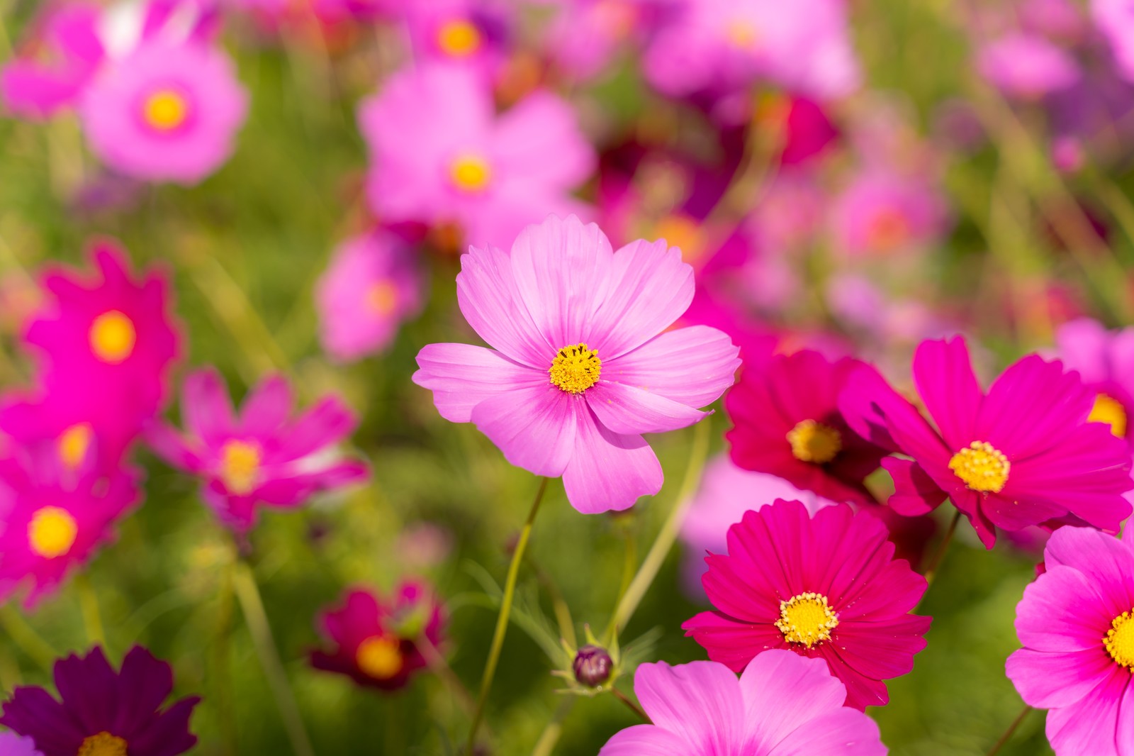 コスモス 秋桜 の花言葉は 愛情 調和 美麗 謙虚 純潔 乙女の真心 など 噂の怖い意味とは ハナイロ