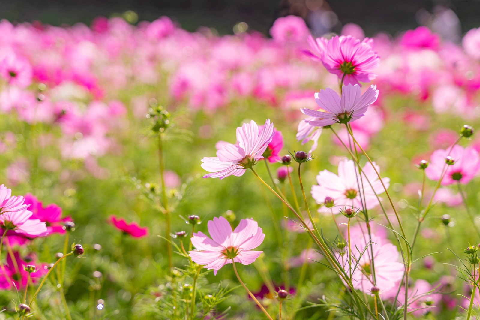 コスモス 秋桜 の花言葉は 愛情 調和 美麗 謙虚 純潔 乙女の真心 など 噂の怖い意味とは ハナイロ