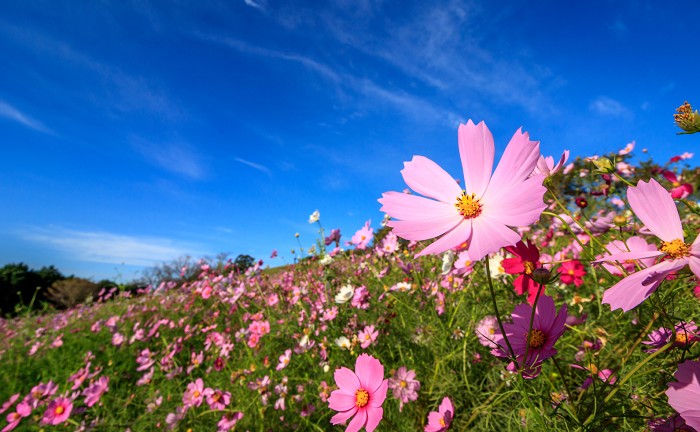 コスモス 秋桜 の花言葉は 愛情 調和 美麗 謙虚 純潔 乙女の真心 など 噂の怖い意味とは ハナイロ