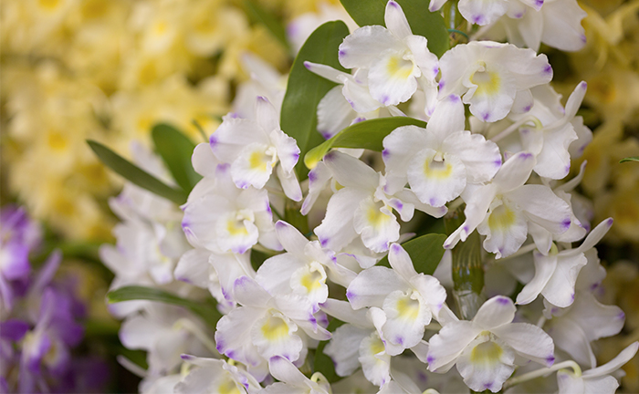 17年 デンドロビウムの花言葉 由来 意味