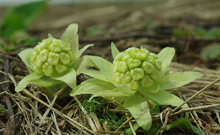 17年 フキノトウ 蕗の薹 の花言葉 由来 意味