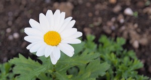 17年 フキノトウ 蕗の薹 の花言葉 由来 意味