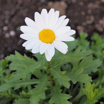 17年 希望にまつわる花言葉 ハナイロ