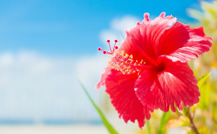 17年 ハイビスカスの花言葉 由来 意味 ハナイロ