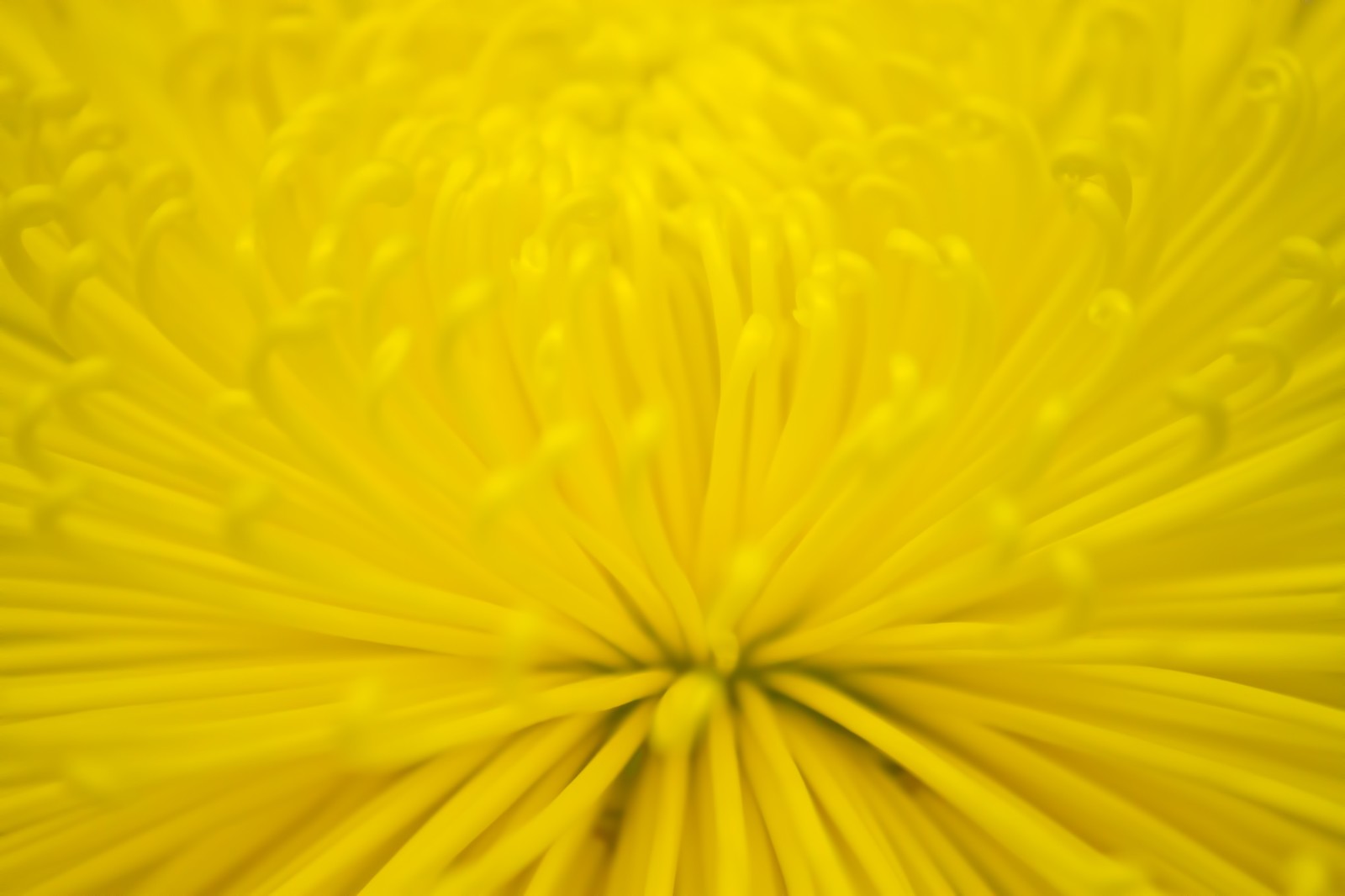 黄色の菊（キイロのキク）