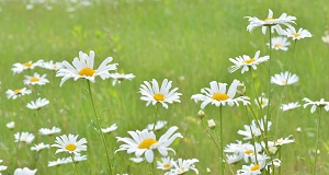 恋愛にまつわる花言葉