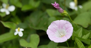 友情にまつわる花言葉