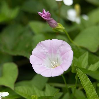 金木犀の花言葉は 謙遜 気高い 真実 でも実は怖い花言葉を持っている