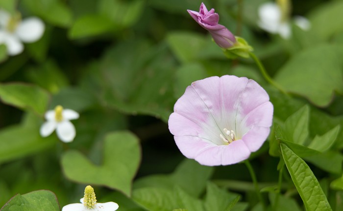 18年 ヒルガオ 昼顔 の花言葉 由来 意味 ハナイロ