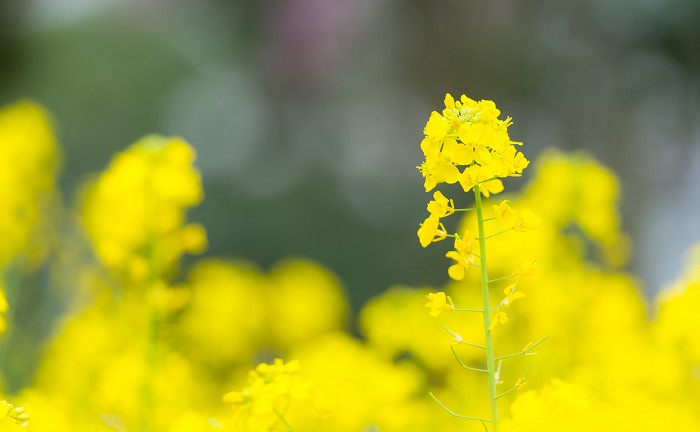 17年 ナノハナ 菜の花 の花言葉 由来 意味 ハナイロ