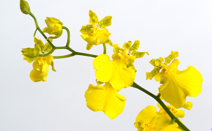 17年 オンシジウムの花言葉 由来 意味