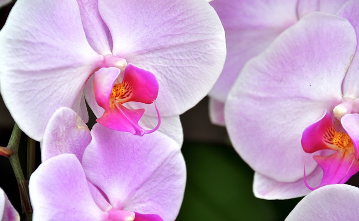 17年 コチョウラン 胡蝶蘭 の花言葉 由来 意味 ハナイロ