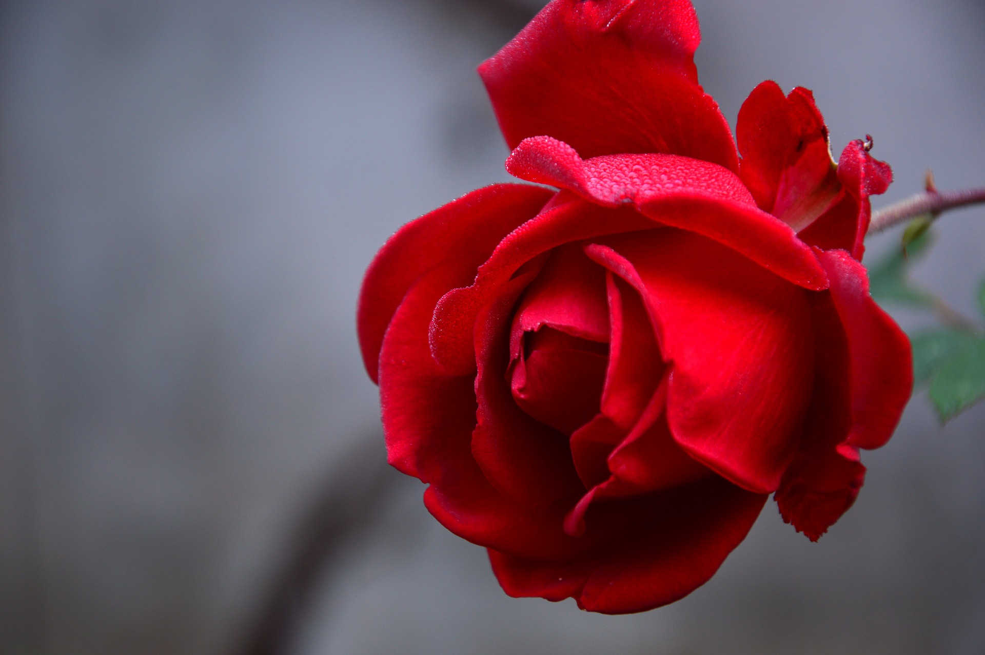 17年 バラ 薔薇 の花言葉 由来 意味 ハナイロ