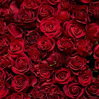 17年 人気の花言葉特集 誕生日 感謝 恋愛に贈る花言葉 ハナイロ 17年 人気の花言葉特集 誕生日 感謝 恋愛に贈る花言葉 ハナイロ