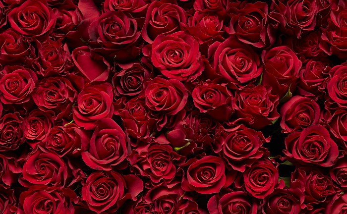 17年 バラ 薔薇 の花言葉 由来 意味 ハナイロ