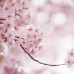 サクラ（桜）