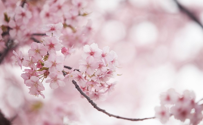 サクラ（桜）