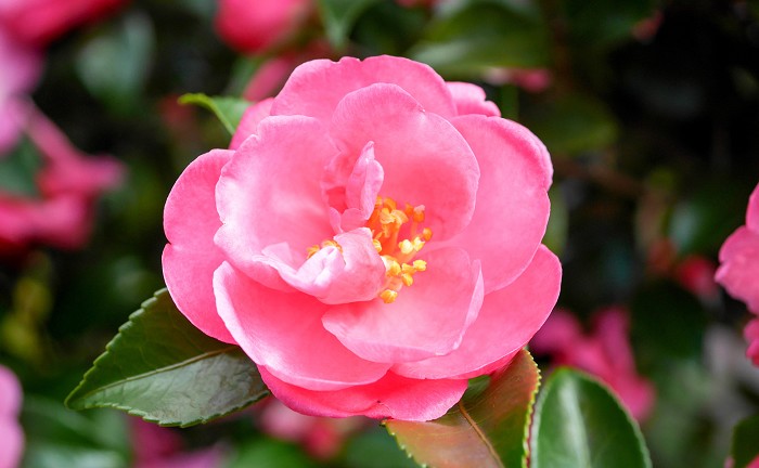 17年 サザンカ 山茶花 の花言葉 由来 意味 ハナイロ