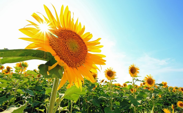 17年 友情にまつわる花言葉 ハナイロ