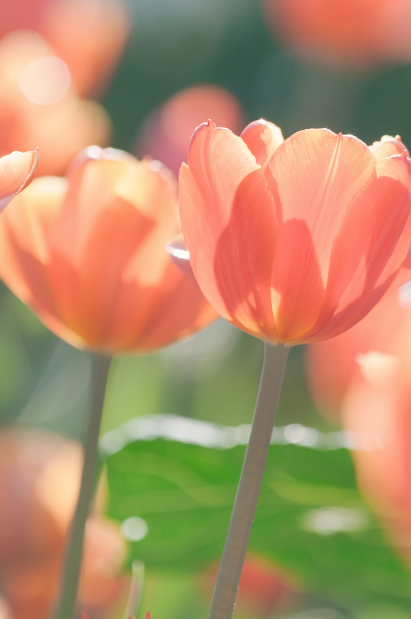 17年 チューリップの花言葉 由来 意味 ハナイロ